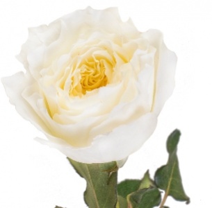 Роза Девид Остин Патиенс (Patiense) Роза Девид Остин Патиенс (Patiense)