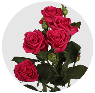 Роза кустовая Куинси (Quincy)