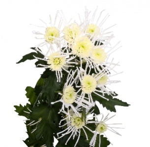 Хризантема кустовая Везувий зеленый (Vesuvio green)