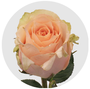 Роза Хармони ин пич (Harmony in Peach)