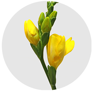 Фрезия Дю солей (Du Soleil)