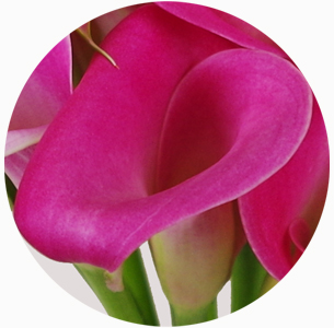 Калла Гарнет Глоу (Garnet Glou)