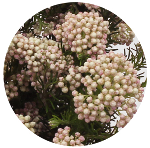 Озотамнус Кукс Тэлл Пинк (Cooks Tall Pink)