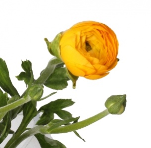 Ранункулус желтый