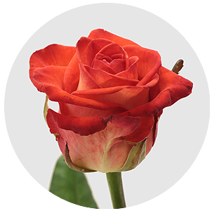 Роза Флюор (Fluor)