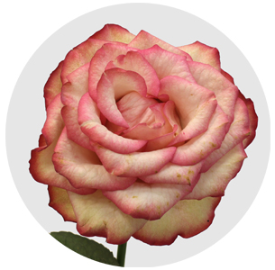 Роза Карусель (Carrousel)