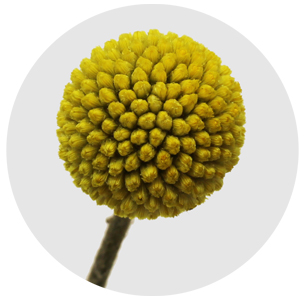 Краспедия (Craspedia)