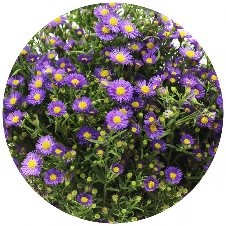 Астра кустарнковая Кашемир (Aster Casamare)