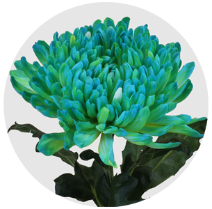 Хризантема одноголовая Антонов крашеный Баблгам (Antonov Bubblegum)