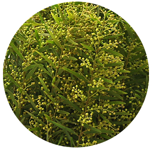 Мимоза Чиаро ди луна (Chiaro Di Luna)