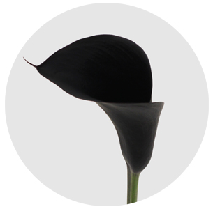 Калла мини Шварцвальдер (Calla Schwarzwalder)