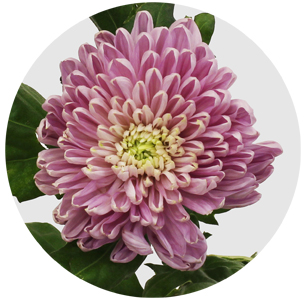 Хризантема одноголовая Зембла розовая (Zembla pink)