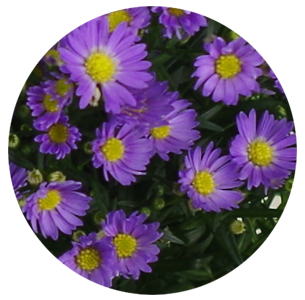 Астра Монте Казино милка