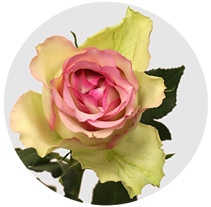 Роза Пинк джорни (Pink Journey)