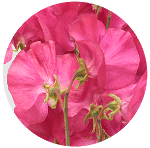 Латирус ярко-розовый (Hot pink)