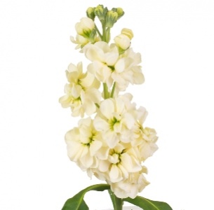 Левкой кремовый