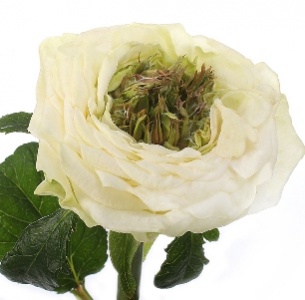 Роза Грин Ай (Green Eye)