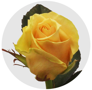 Роза Примадонна (Prima Donna) Роза Примадонна (Prima Donna)