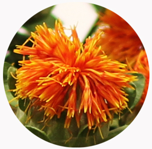 Сафлор (Carthamus)