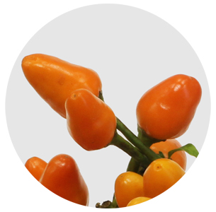 Капсикум Оранж Кэнди (Capsicum Orange Candy)