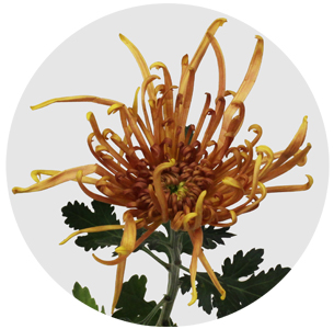 Хризантема одноголовая Кобра (Cobra)