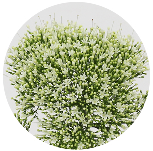 Трахелиум белый