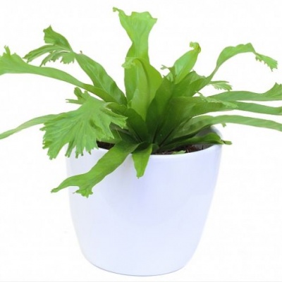 Асплениум (Asplenium) 