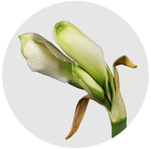 Амариллис белый