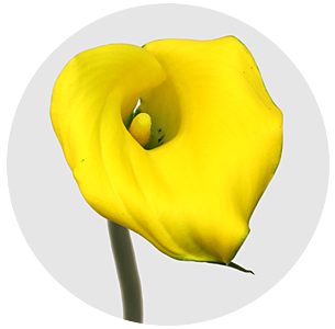 Калла мини Голд медал (Gold Medal)