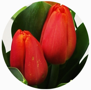  Тюльпан Палаццо (Palazzo)