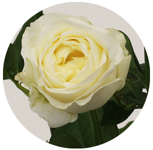 Роза Жерар кремовая (Gerard)