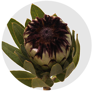 Протея Ниобе (Niobe)