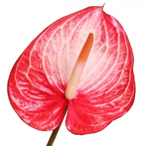 Антуриум Сингита (Singita)