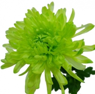 Хризантема одноголовая Антонов лайм крашеный (Antonov lime)