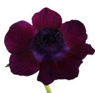 Анемон темно-фиолетовый