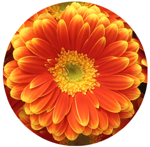 Гербера Джокер (Joker)