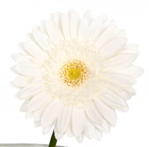 Гербера Бианка (Bianca)