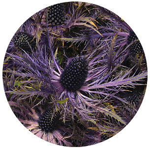 Эрингиум альпийский (Еryngium alpinum)