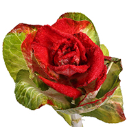 Брассика Вельвет красная