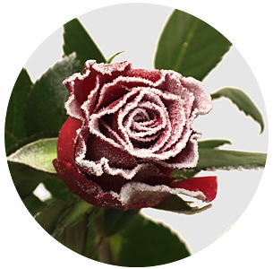 Роза "морозный воск" красная заснеженная (Roses Frost Wax) Роза "морозный воск" красная заснеженная (Roses Frost Wax)