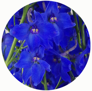 Дельфиниум Волкерфриден (Volkerfrieden) синий