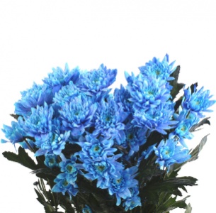 Хризантема кустовая Евро крашеная синяя (Euro pnt blue)