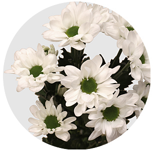 Хризантема кустовая Чик экстра (Chic Extra)