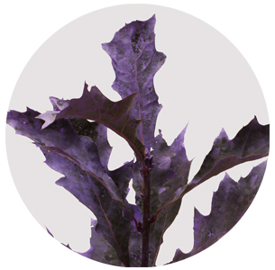 Лист дуба крашеный матовый сиреневый
