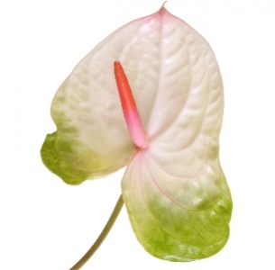 Антуриум Акура (Acura)