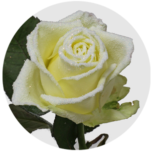 Роза Аваланж Фрост вакс (Avalanche Frost Wax)