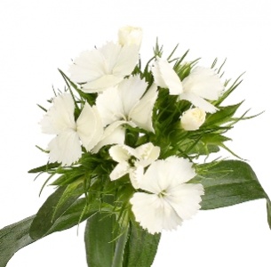 Диантус барбатус белый