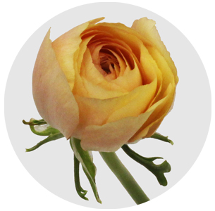 Ранункулус Салмон (Salmon)