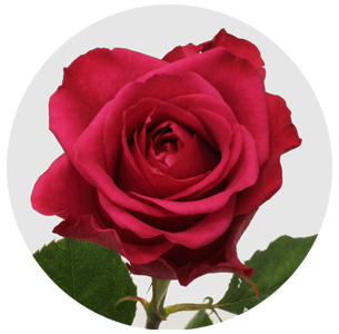 Роза Лейла+ (Layla+)