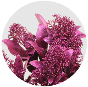 Скиммия крашеная розовый металлик (Metal Pink)